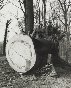 103420 Afbeelding van een door de storm van 25 januari 1990 omgewaaide (en inmiddels doorgezaagde) boom in het bos van ...